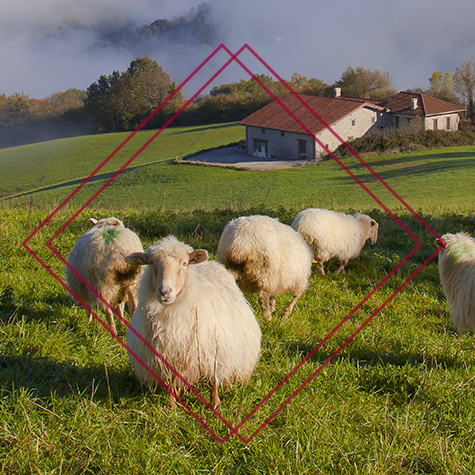 Ferme de Fages : élevage moutons à Saint-Geniès en Dordogne (24)