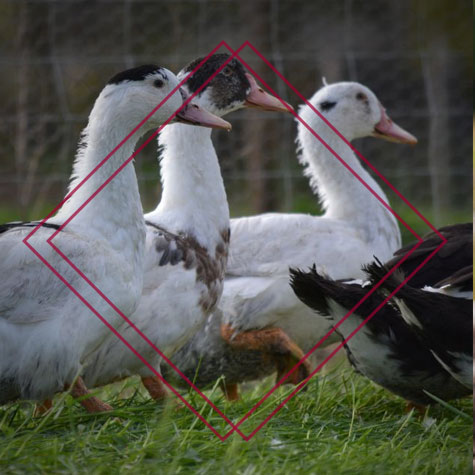 Ferme de Fages : vente de canard entier à Saint-Geniès en Dordogne (24)