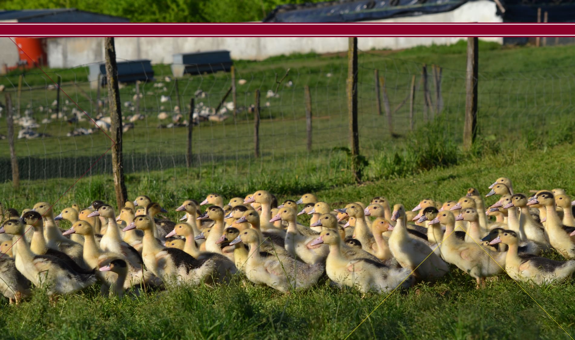 Ferme de Fages