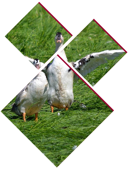 Ferme de Fages : vente de canards à Saint-Geniès près de Terrasson-Lavilledieu en Dordogne (24)